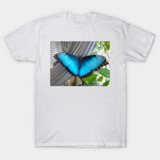 Brilliant Blue Butterfly T-Shirt